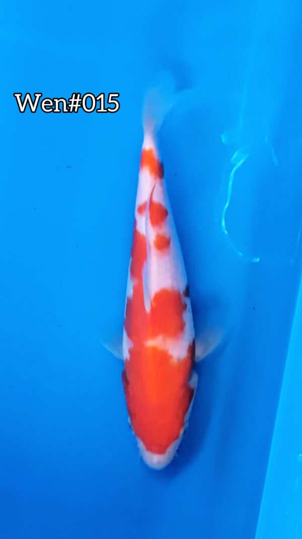 Kohaku Wen#015