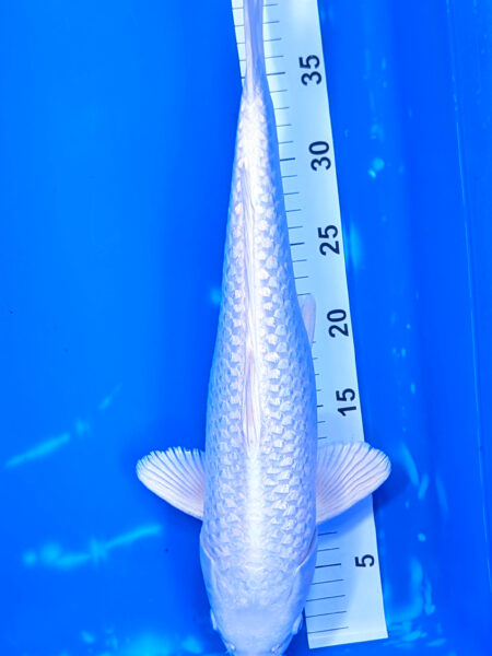 Platinum Ogon Wen#20078