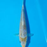 Golden Corn Litt#017