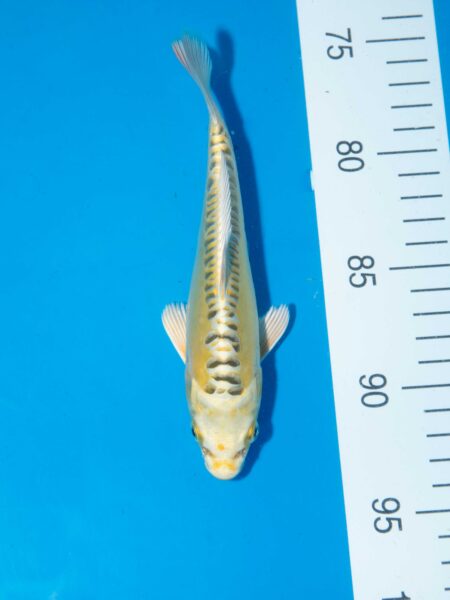 Yellow Dragon Litt#019