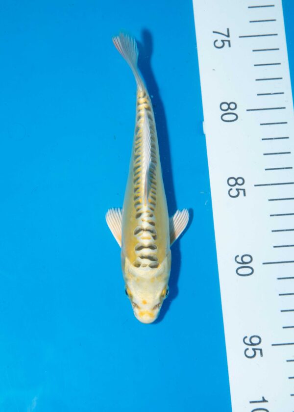 Yellow Dragon Litt#019
