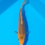 Golden Corn Litt#021