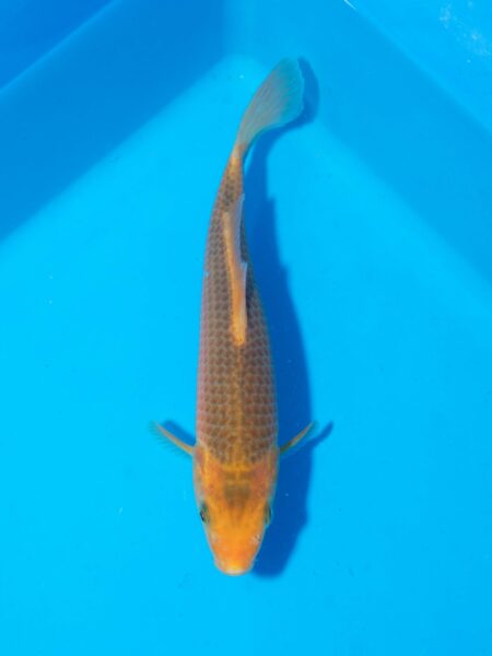 Golden Corn Litt#021
