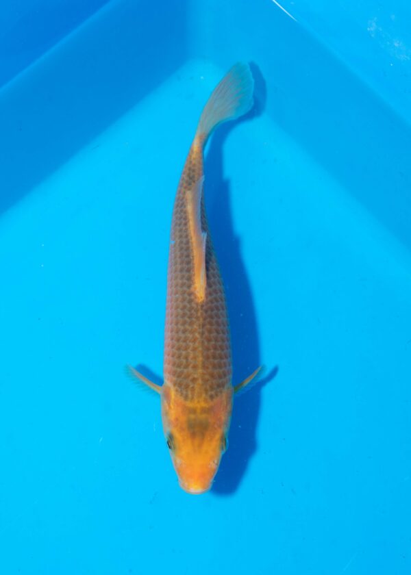Golden Corn Litt#021