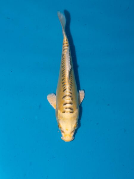 Yellow Dragon Litt021