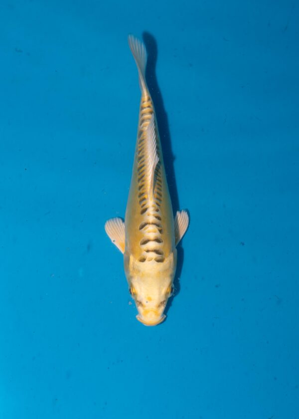 Yellow Dragon Litt021
