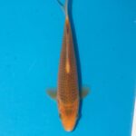 Red Corn Litt#024