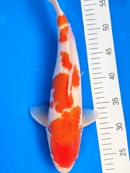 Jumbo Tosai Kohaku Wen#20082
