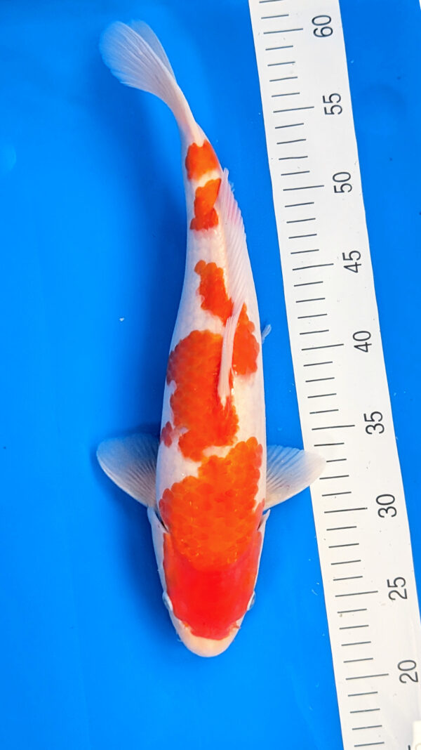 Jumbo Tosai Kohaku Wen#20082