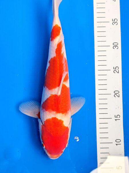 Jumbo Tosai Kohaku Wen#20081