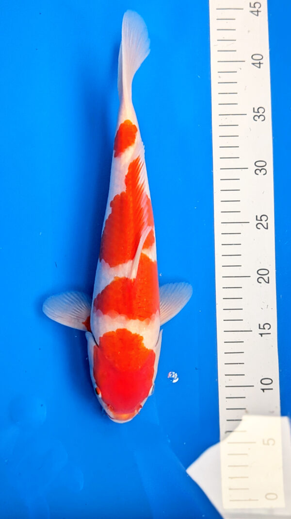Jumbo Tosai Kohaku Wen#20081