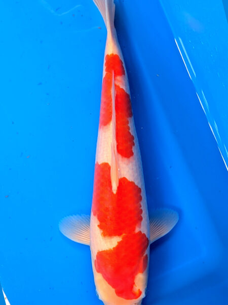 Jumbo Tosai Kohaku Wen#20080