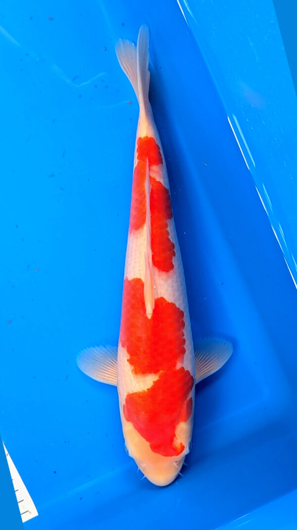 Jumbo Tosai Kohaku Wen#20080