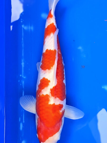 Jumbo Tosai Kohaku Wen#008