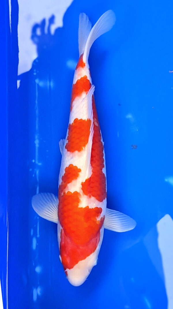 Jumbo Tosai Kohaku Wen#008