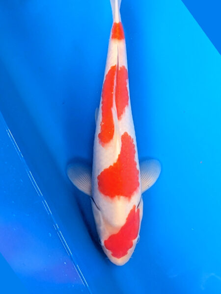 Jumbo Tosai Kohaku Wen#009