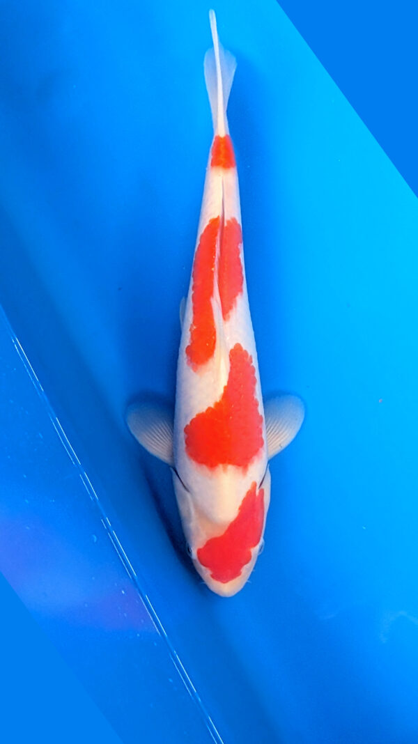 Jumbo Tosai Kohaku Wen#009