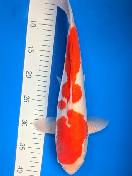 Jumbo Tosai Kohaku Wen#010