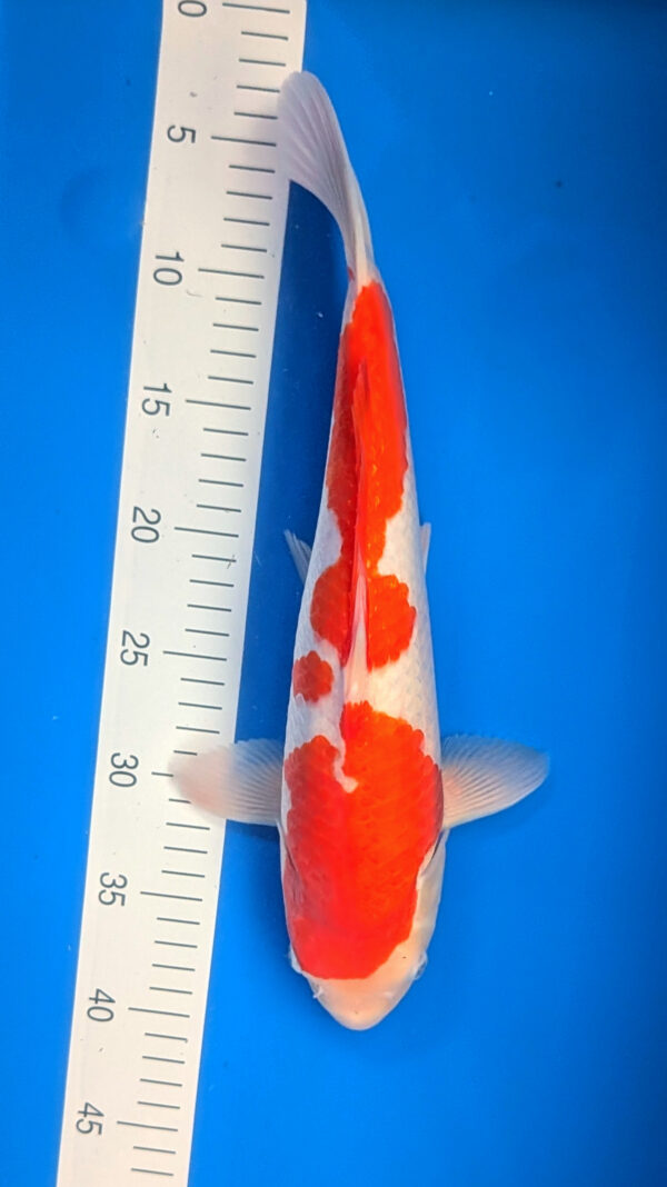 Jumbo Tosai Kohaku Wen#010
