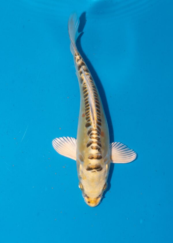 Yellow Dragon Litt#005