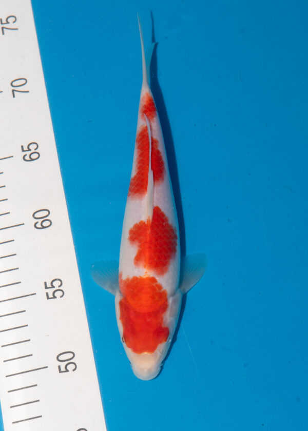 Kohaku Litt#014