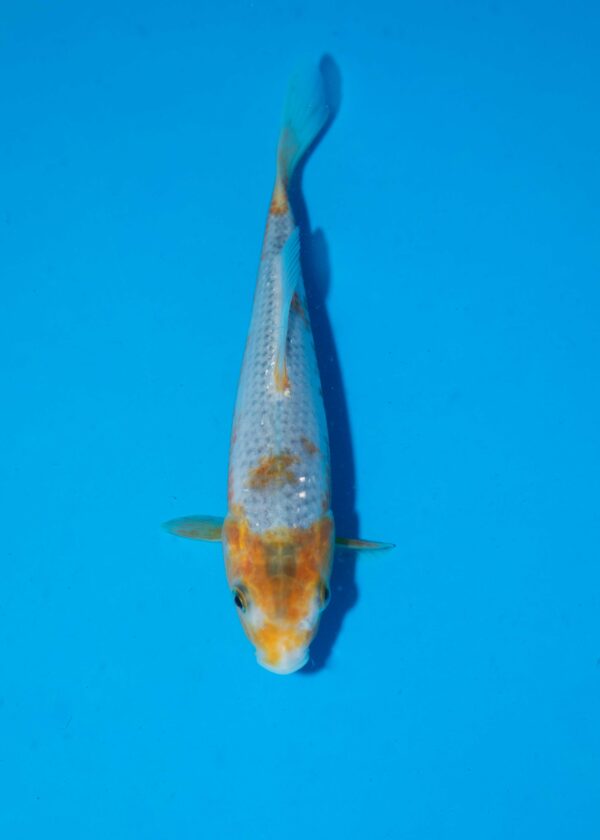 Tanaguchi Golden Corn Litt#024