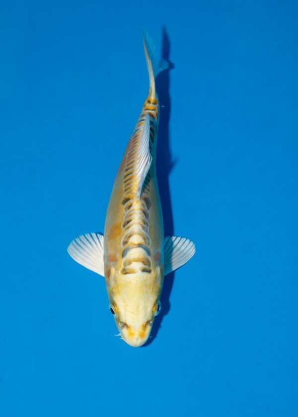 Yellow Dragon Litt#028