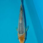 Tanaguchi Corn Litt#006