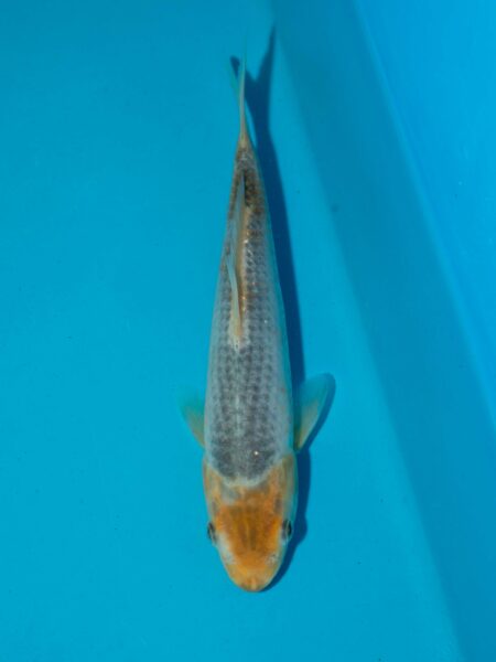 Tanaguchi Corn Litt#006