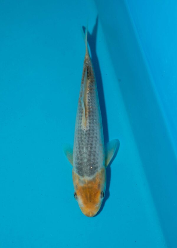 Tanaguchi Corn Litt#006