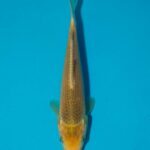Tanaguchi Yellow Corn Litt#011