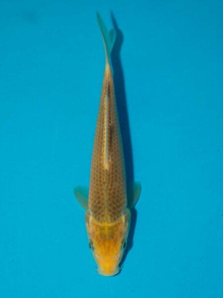 Tanaguchi Yellow Corn Litt011