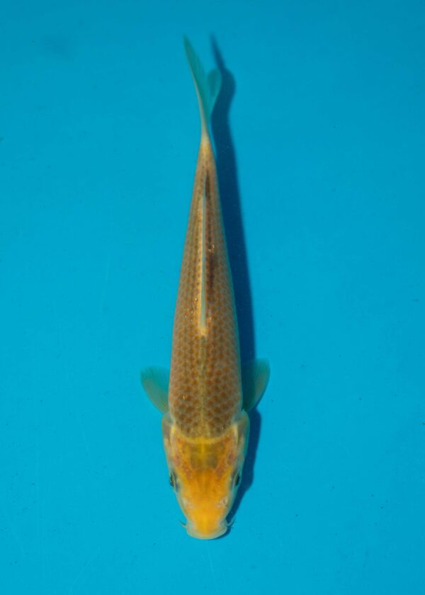 Tanaguchi Yellow Corn Litt011