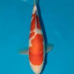 Momotaro  Kohaku 26cm Litt#012
