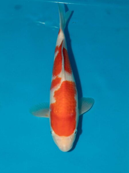 Momotaro  Kohaku 26cm Litt#012
