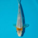 Tanaguchi Asagi Corn Litt#018