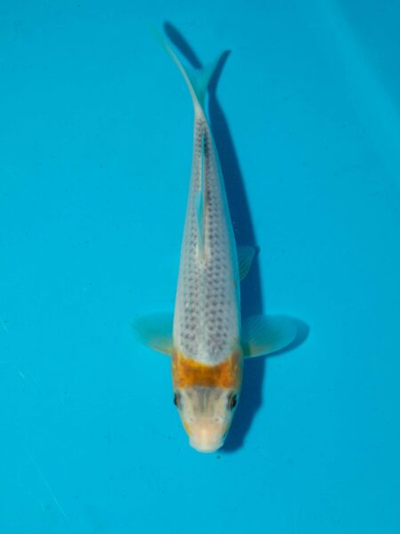 Tanaguchi Asagi Corn Litt#018