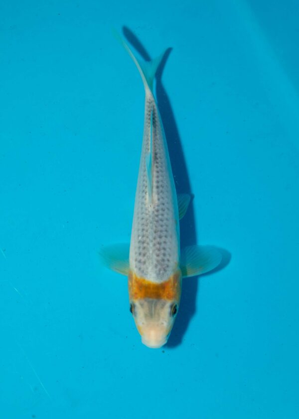 Tanaguchi Asagi Corn Litt#018