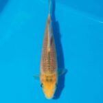 Taniguchi Golden  corn Litt#020