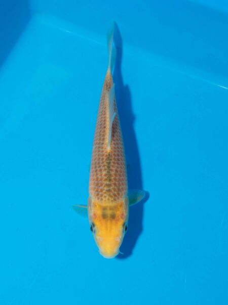 Taniguchi Golden  corn Litt#020