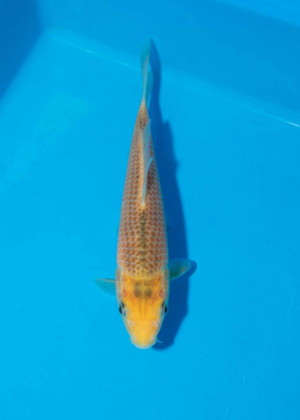 Taniguchi Golden  corn Litt#020
