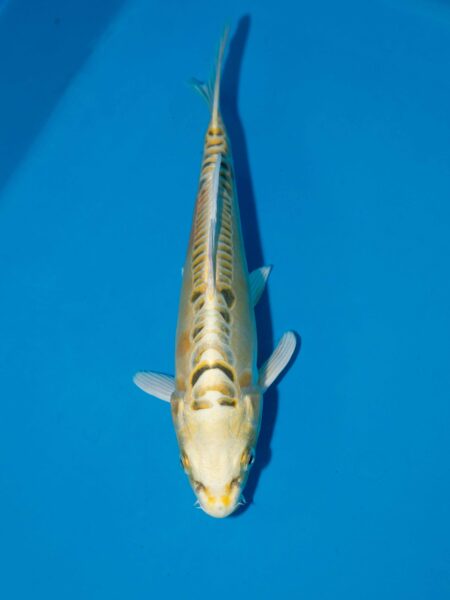 Aoki Yellow Dragon Litt#021