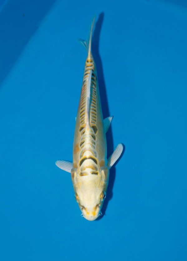 Aoki Yellow Dragon Litt#021