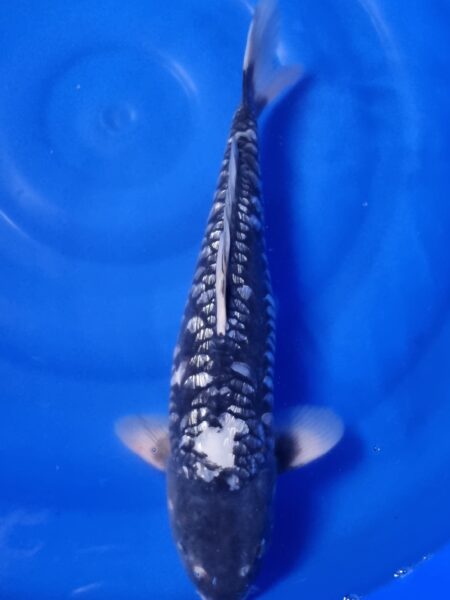 Ginrin Aragoke Wen#20001