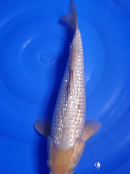 Ginrin Soragoi Wen#20007