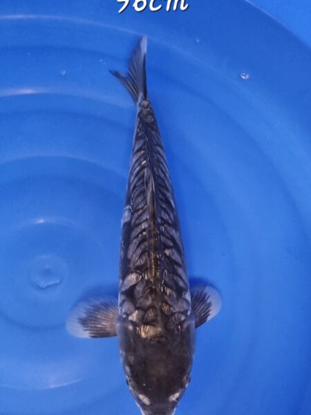 Ginrin Aragoke Wen#20002