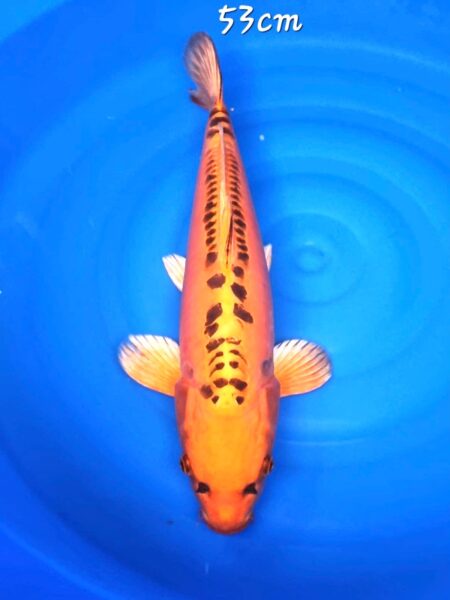 Mizuho Ogon Female Wen#20089