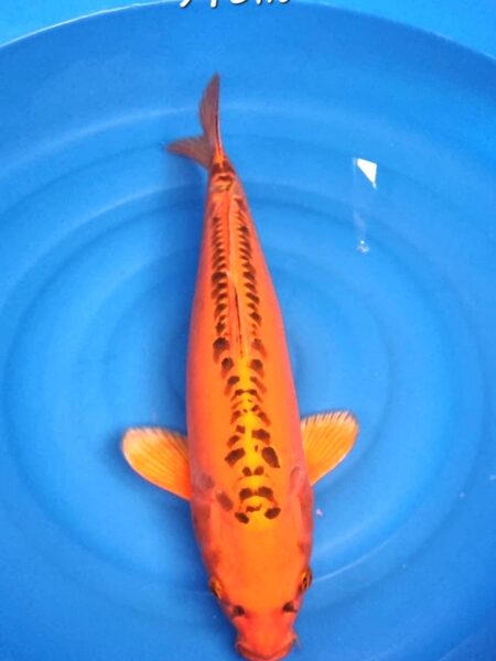 Mizuho Ogon Female Wen#20088