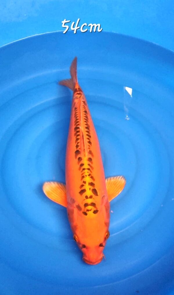 Mizuho Ogon Female Wen#20088