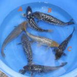 Ginrin Aragoke A Wen#20001